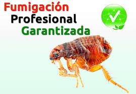 Servicio de FumigaciÃ³n de Insectos, Plagas en Chiclayo, Lambayeque, Pimentel, Piura, Trujillo