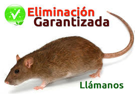 Servicio de FumigaciÃ³n de Insectos, Plagas en Chiclayo, Lambayeque, Pimentel, Piura, Trujillo